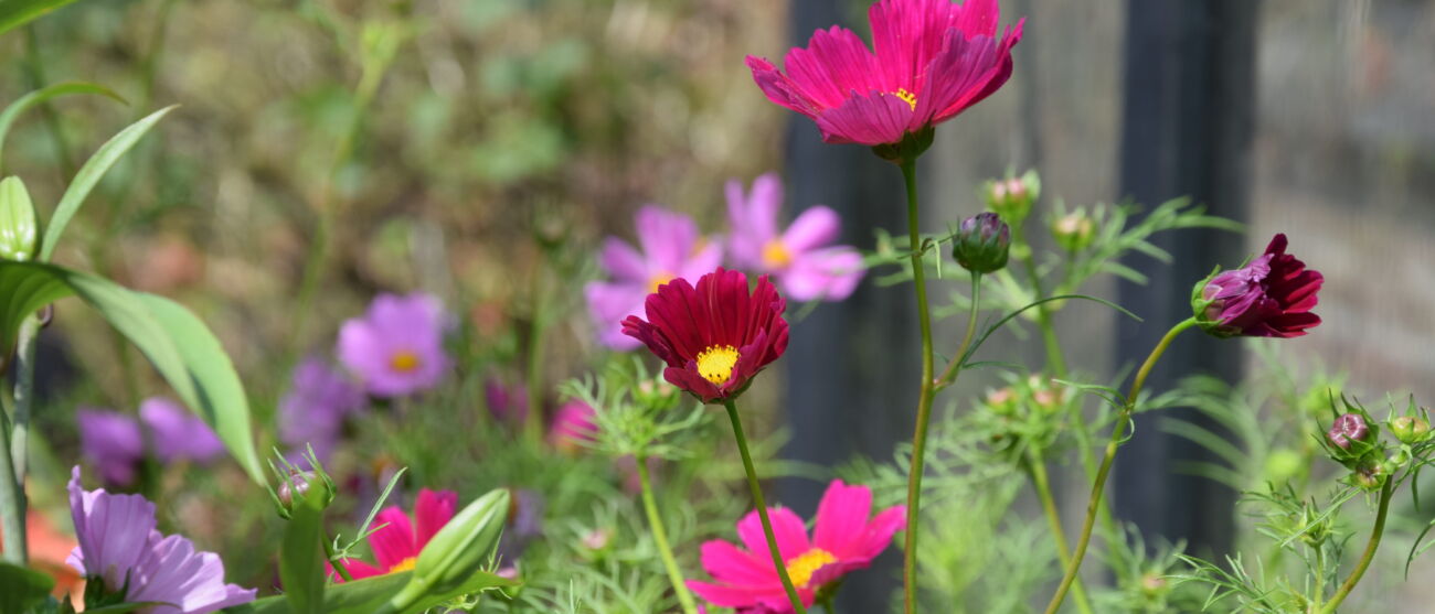 Cv Bloemen uitgesneden